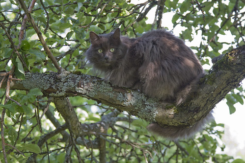 Veran kissa puussa by Anna Amnell