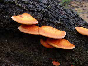 Orange bracket fungi E Collins