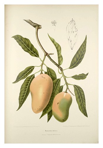 018-Fruto del mango-Fleurs, fruits et feuillages choisis de l'ille de Java-1880- Berthe Hoola van Nooten
