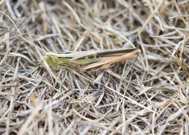 grasshoppers_6