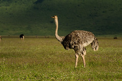 Ostrich (Female)