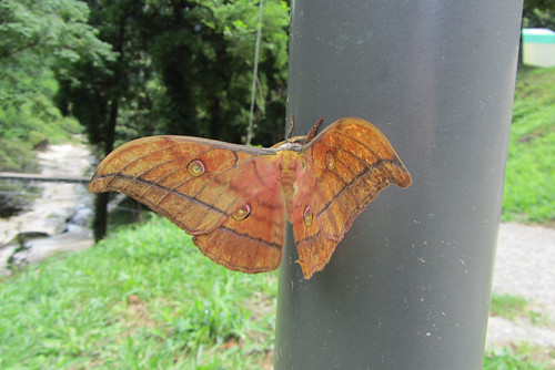 stunning moth