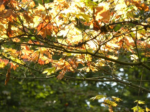 Autumn leaves in sun