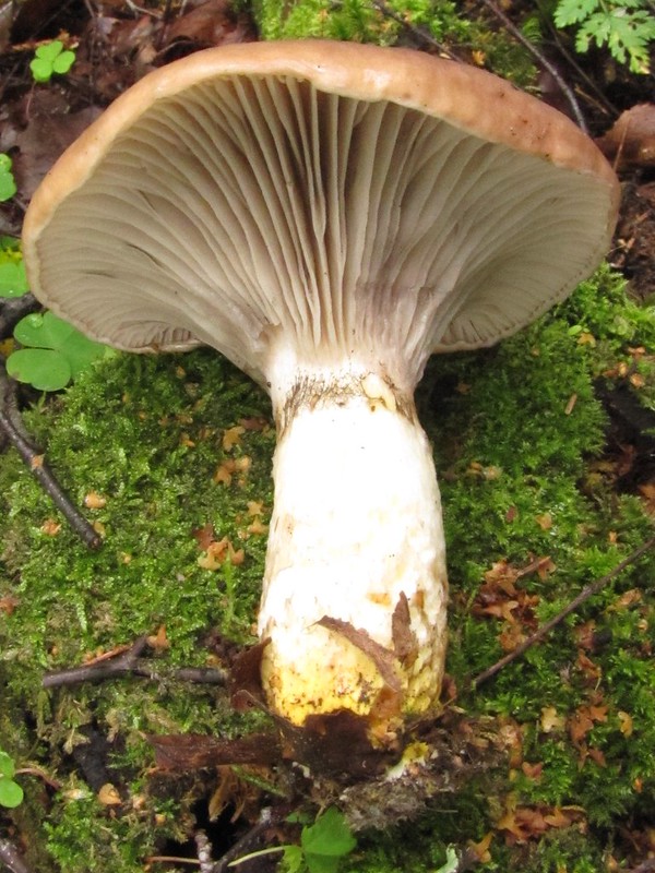 Техносфера - Малоизвестные съедобные грибы