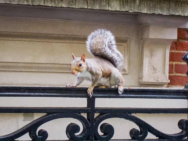 Cheeky Malet Street Squirrel