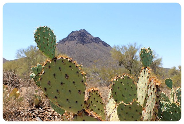 cactus in southern arizona