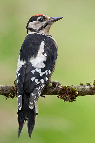 Juvenile Great Spotted Woodpecker by Rob Christiaans 