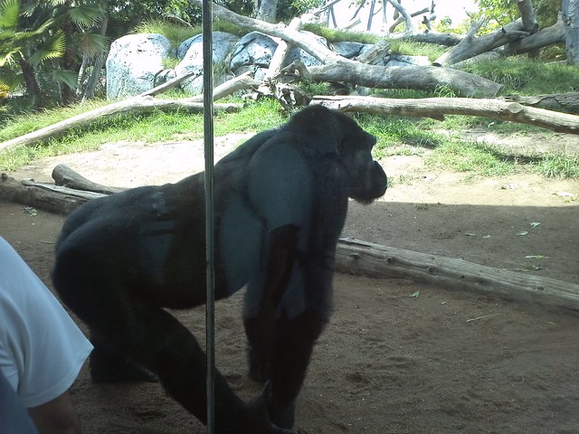 Gorilla Buns