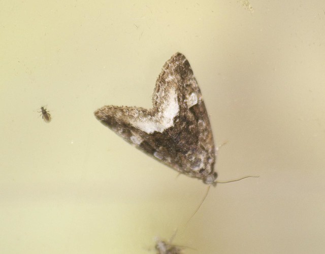 Marbled White Spot moth DSC_4090