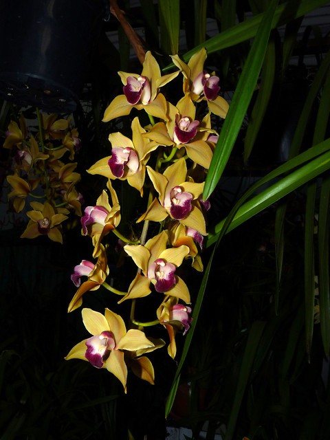 Cymbidium Memoria Amelia Earhart orchid hybrid