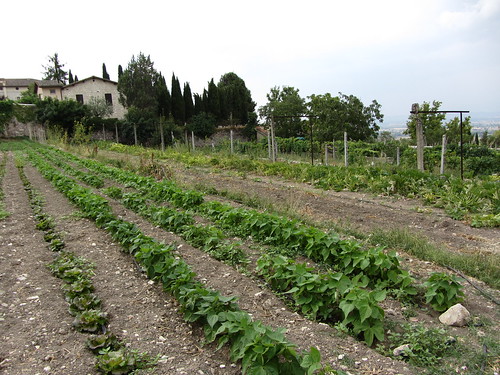 vegetable rows at churchyard farm