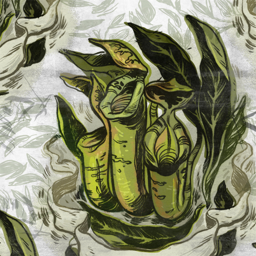 pitcherplant_lindsayNohl_detail_sm