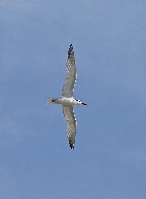 Sandwich Tern at Honeymoon Island State Park in Pinellas County, FL 01