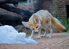 Winter in July 2012 - Phoenix Zoo