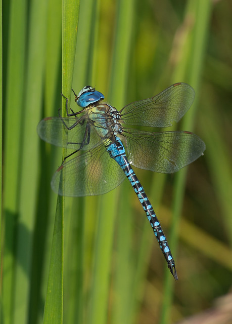 Southern migrant hawker Aeshna affinis 5
