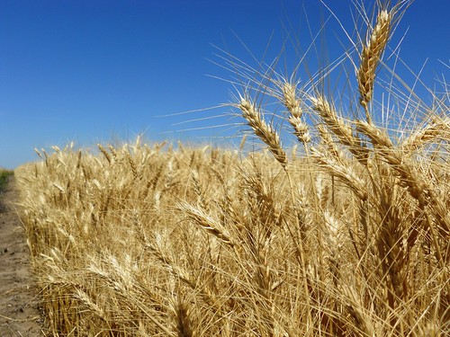 Pretty wheat pic