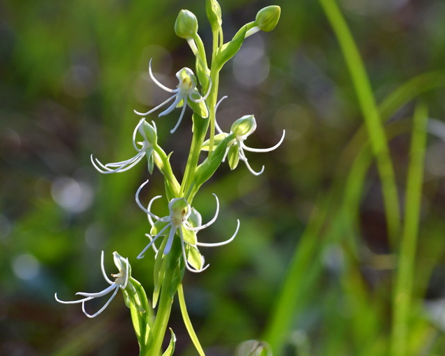 Michaux's Orchid, Habenaria quinqueseta