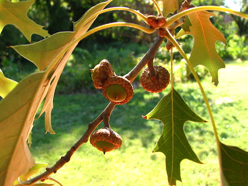 Southern Pin Oak acorns