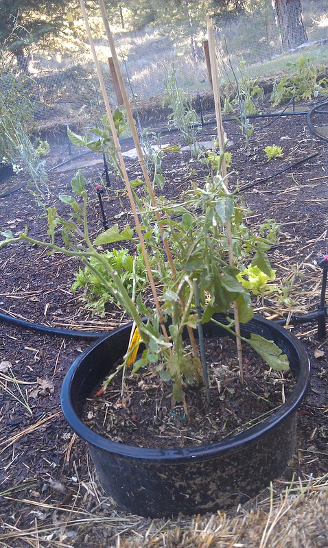 hailed on tomato plant
