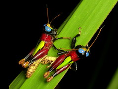 Orthoptera of Ecuador, old