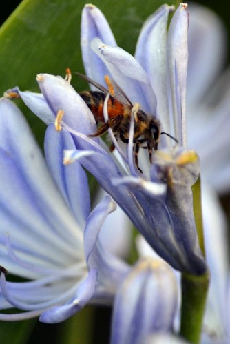 Bee in African Lily