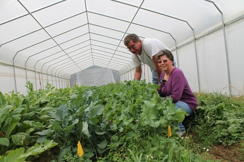 The Stoltzfuses use high tunnels to lengthen the growing season for fresh fruits and vegetables. They built the first high tunnel on their own, and they liked it so much, they decided to build a second one with the help of NRCS. 