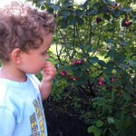 20120723 saskatoon berries The Bloomingfields - 01