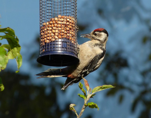 27644 - Great Spotted Woodpecker, Garden