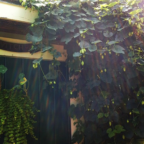we have plenty of hops #organicgarden #urbangarden #lughnasadh #maine