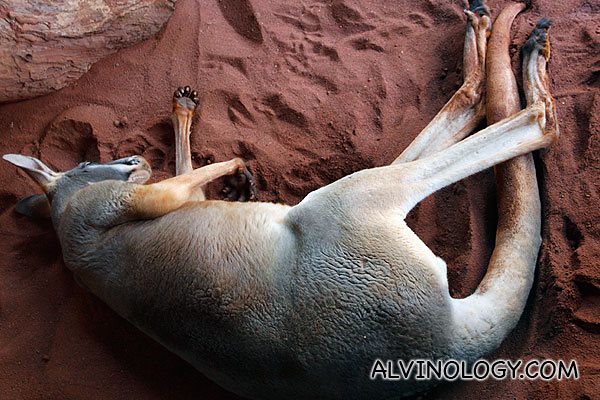 Sleepy kangaroo