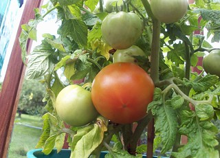 Tomatoes_70212