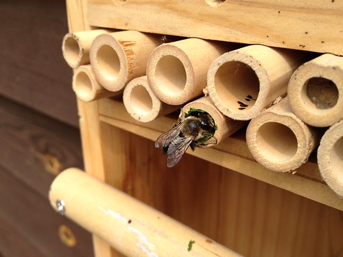 Leafcutter bee at work