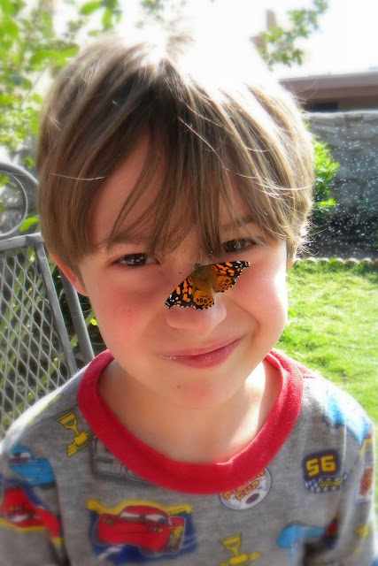 Painted Butterfly Nose