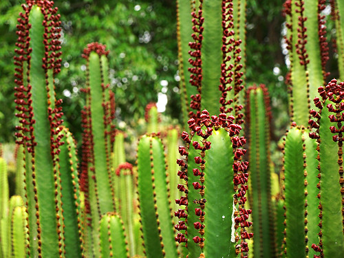 Cacti Garden in Jardín Botánico Canario Viera y Clavijo, Gran Canaria