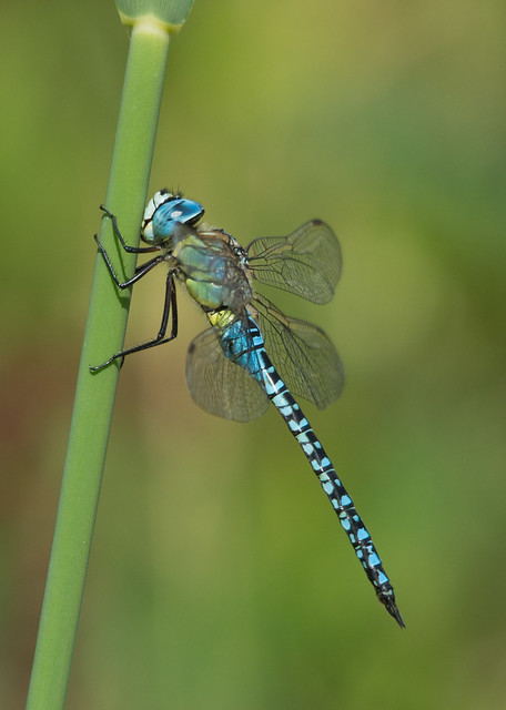 southern migrant hawker Aeshna affinis