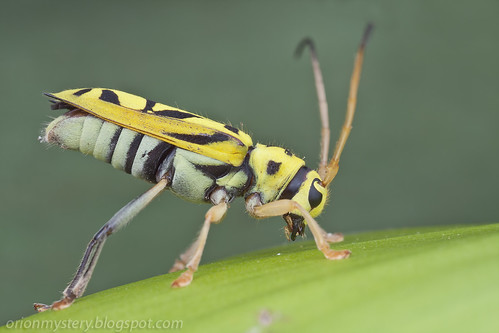 yellow longhorn beetle with black stripes Glenea sp. IMG_8204 copy