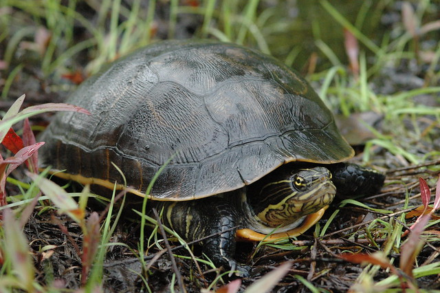 The endangered chicken turtles has been found at First Landing State Park.