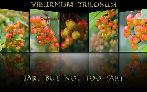 Viburnum Trilobum ~ High Bush Cranberry ~ Explore