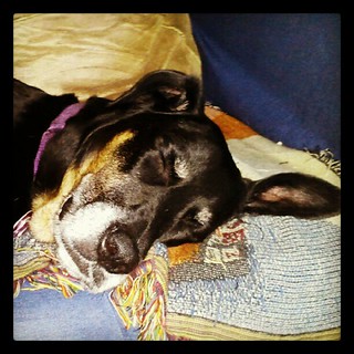 Lola #sunday #nap #dogs #relax #rescue #adoptdontshop #happydog