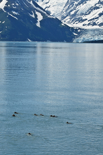 Sunbathing [Prince William Sound, Alaska]