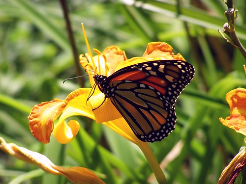 2012_0815Monarch0003 by maineman152 (Lou)
