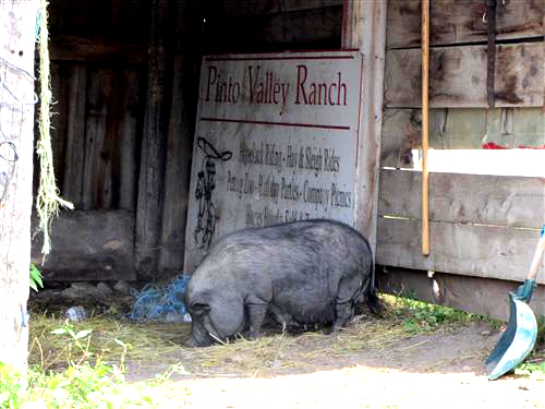 Pigs in the barn at Pinto Valley Ranch