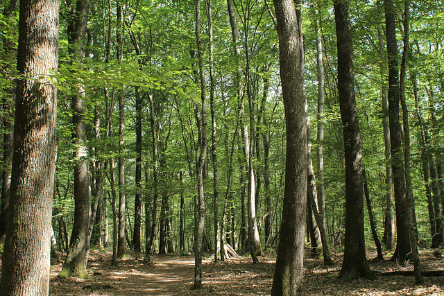 Forest of Tronçais