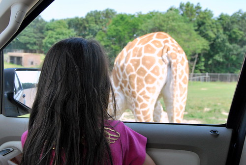 Safari - giraffe butt