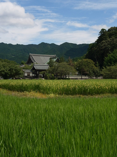 Tachibana-temple and rice fields.