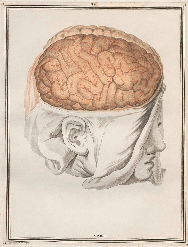 scientific illustration: head with scalp incised, cranial bone removed and brain exposed