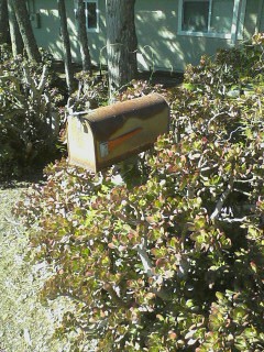 Mailbox with jade plant 9 1 12