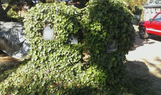 Mailboxes and ivy 9 1 12