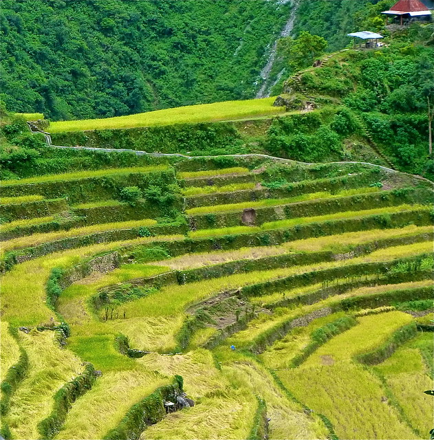 ¡FILIPINAS, TIERRA DE GALLOS! - Blogs de Filipinas - Tres días inolvidables, por las terrazas de arroz de Ifugao. (22)