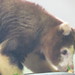 TreeKangaroo_036 posted by *Ice Princess* to Flickr